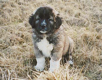 Elshar v. der Rudeljahne