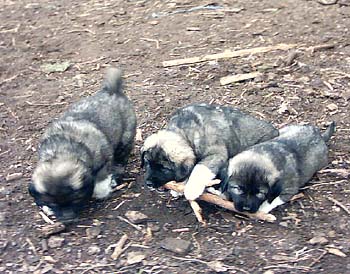 Esarah, Elkahn, Elisha