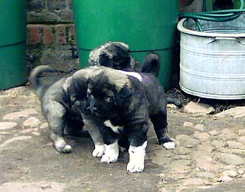 Elbaja v. der Rudeljahne