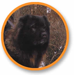 Hospodar Demon Hunza